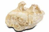 Fossil Spinosaurus Cervical Vertebra Centrum - Morocco #360969-1